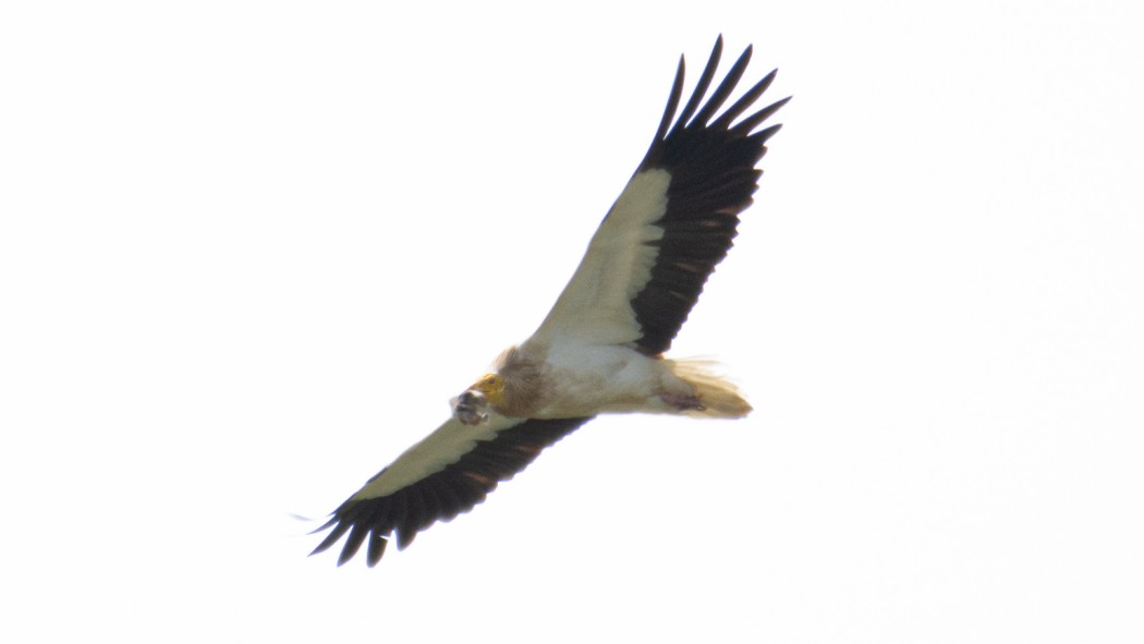 Egyptian Vulture