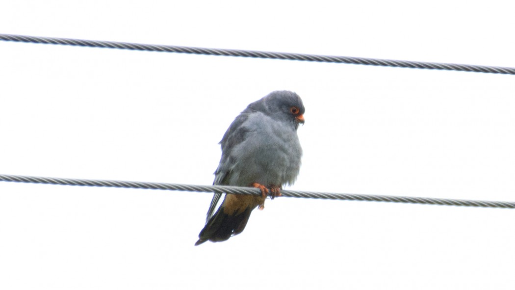 Red-footed Falcon