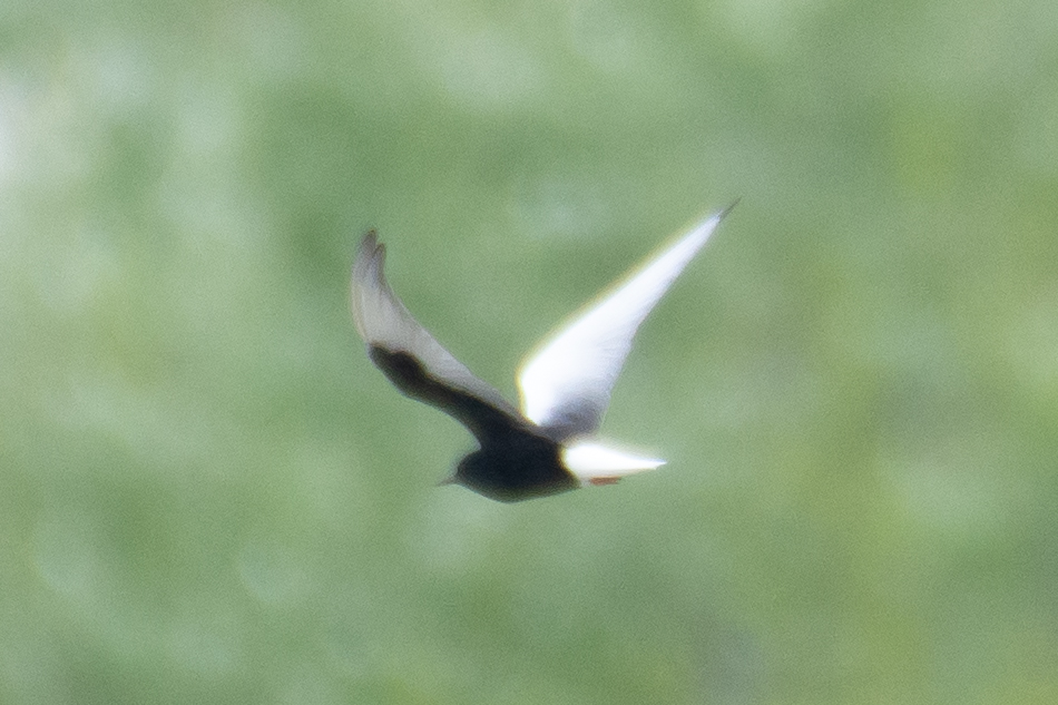 White-winged Tern