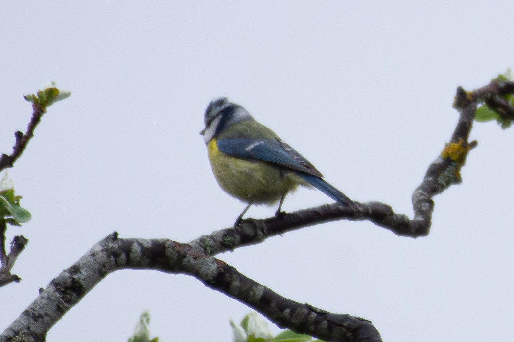 Eurasian Blue Tit