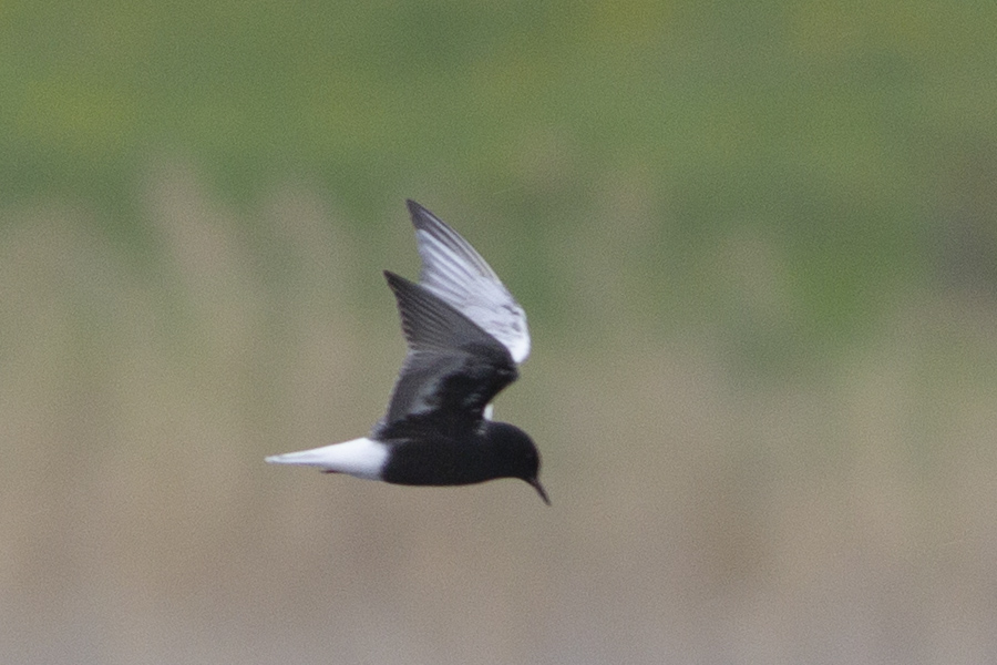 White-winged Tern