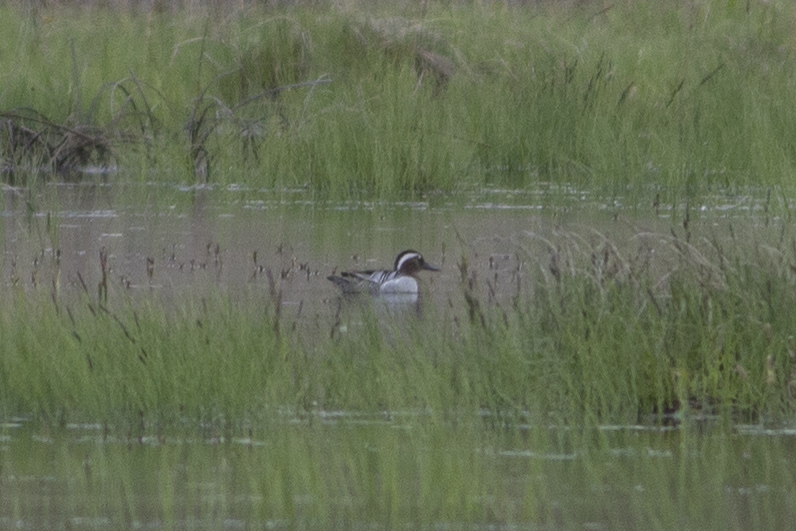 Garganey