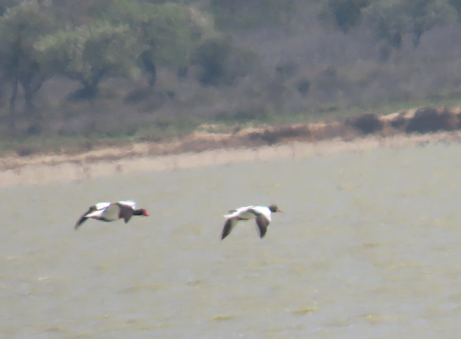 Common Shelduck