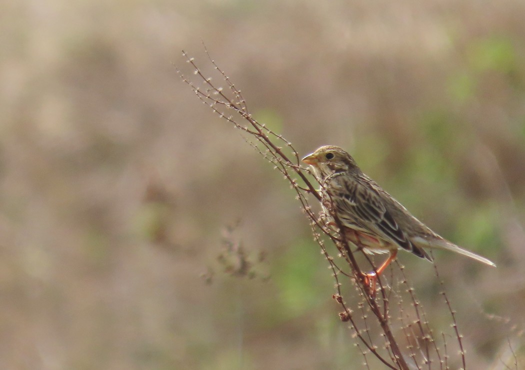 Corn Bunting