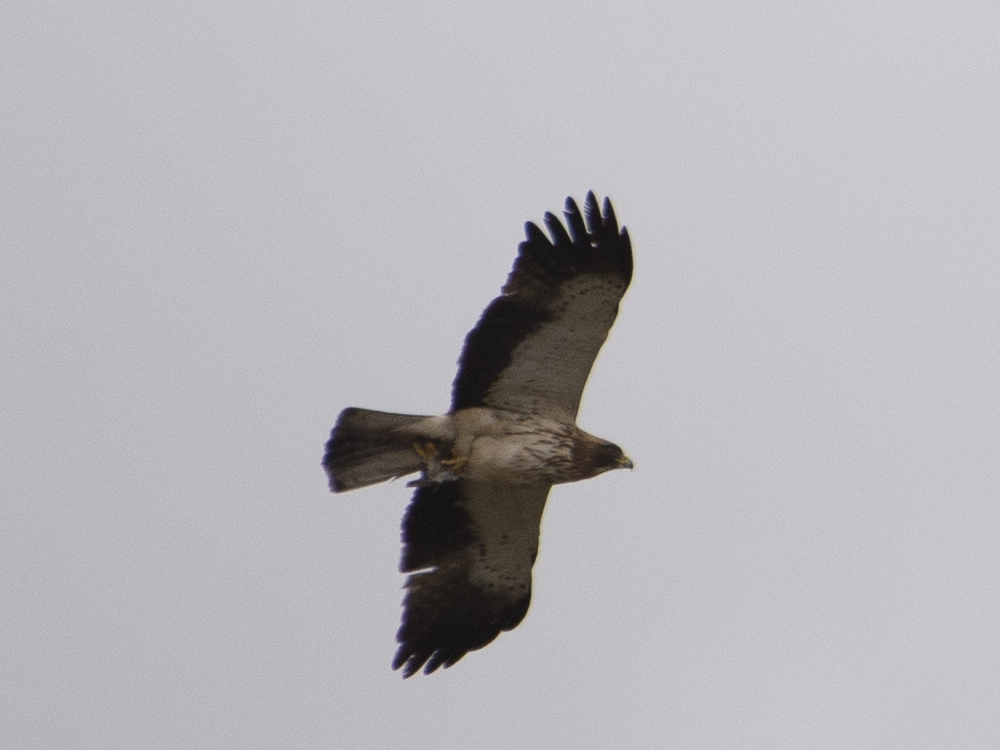 Booted Eagle