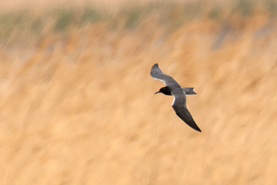 Black Tern