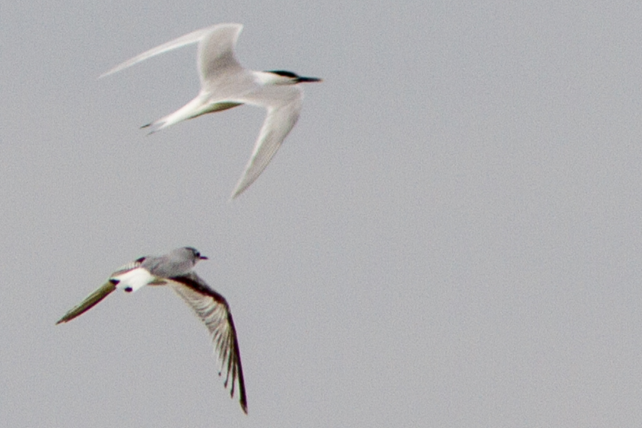Little Gull