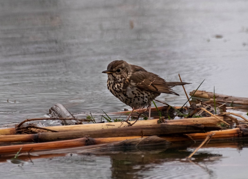 Song Thrush