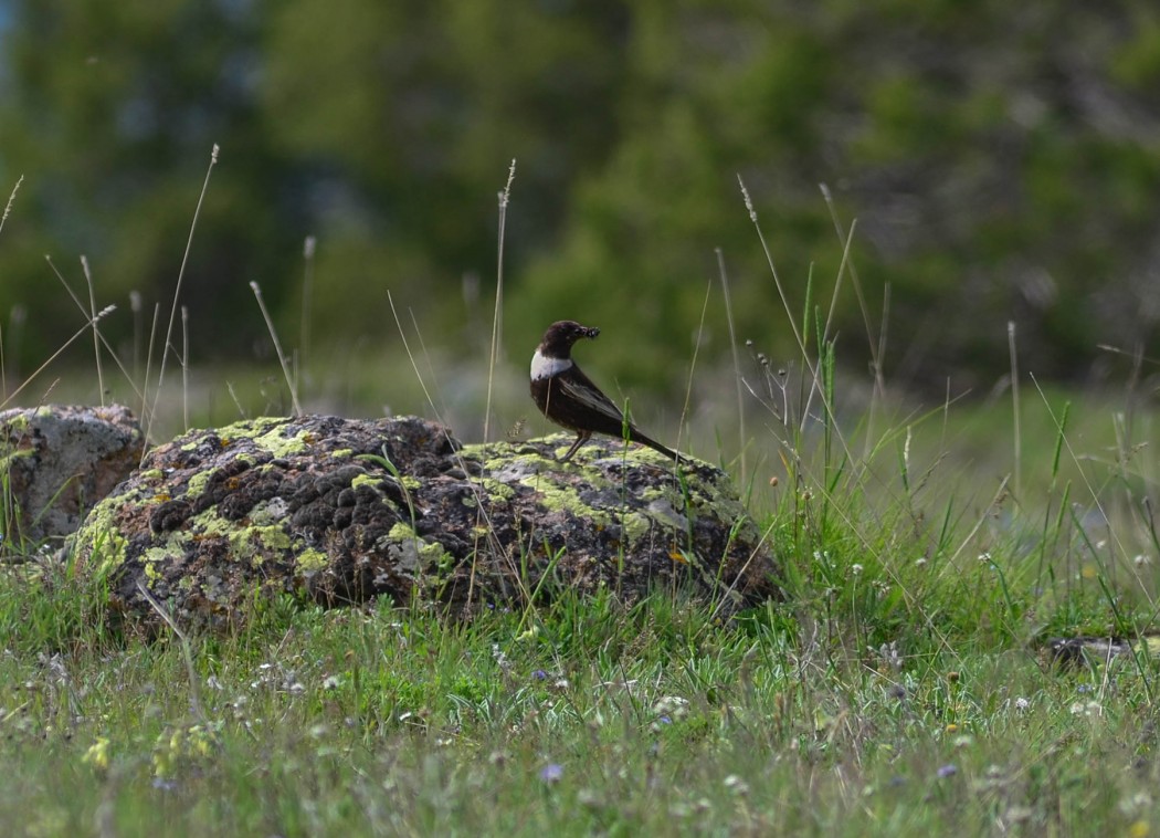Ring Ouzel