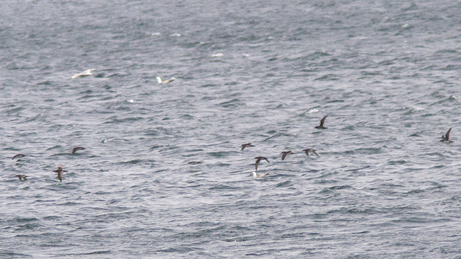 Yelkouan Shearwater