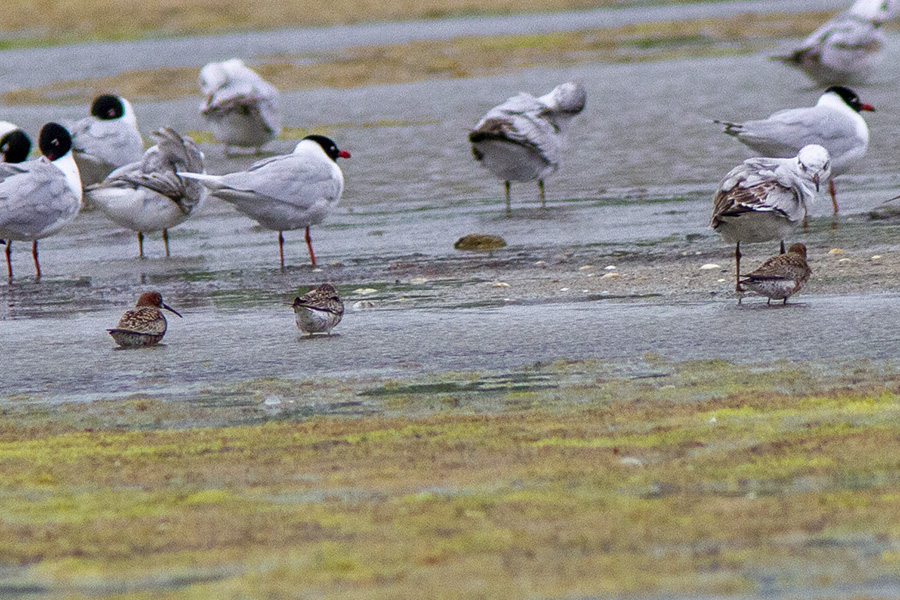 Curlew Sandpiper