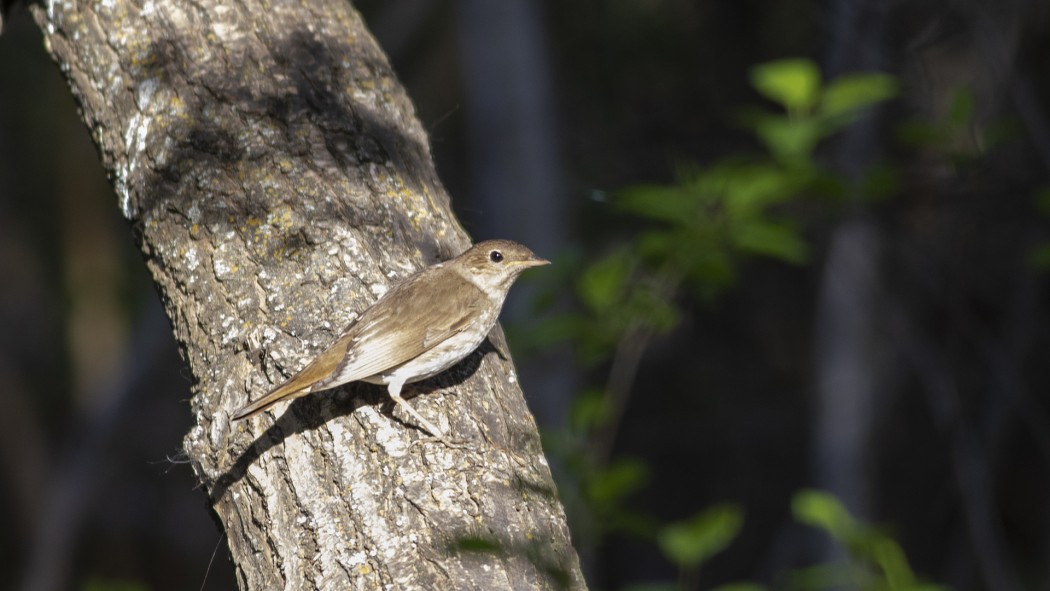 Thrush Nightingale