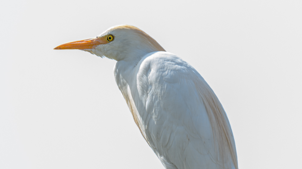 Western Cattle Egret