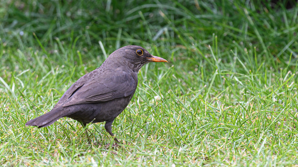 Common Blackbird