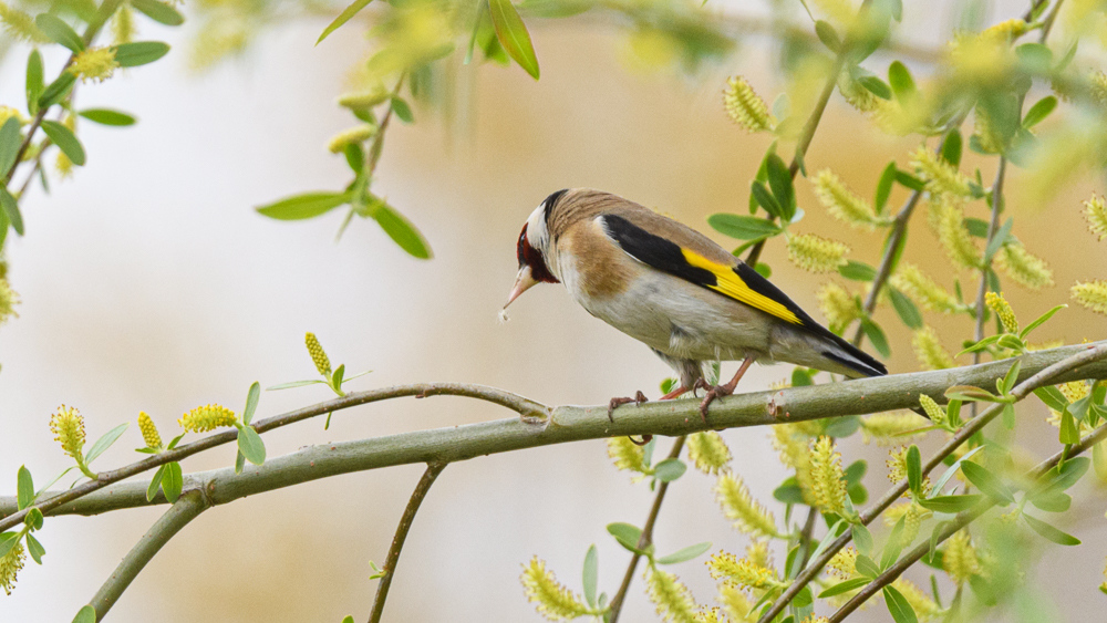 European Goldfinch