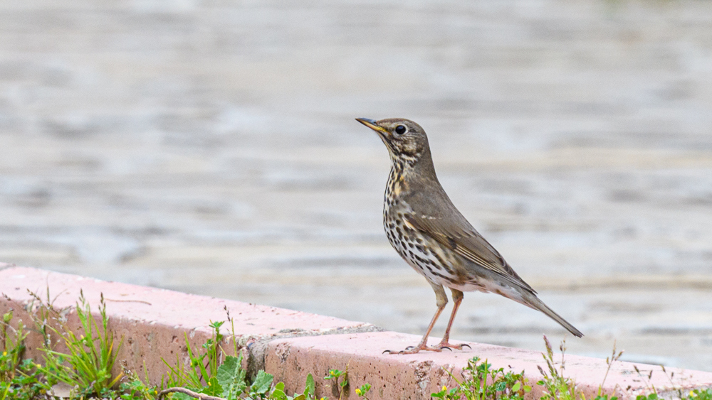 Song Thrush