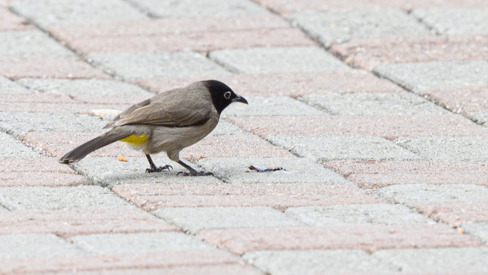 White-spectacled Bulbul