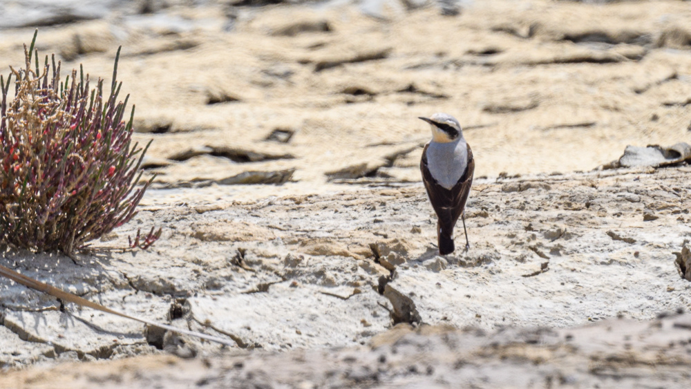 Northern Wheatear