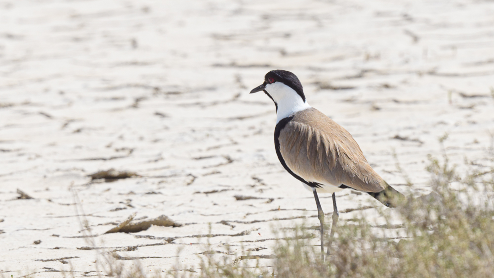 Spur-winged Lapwing