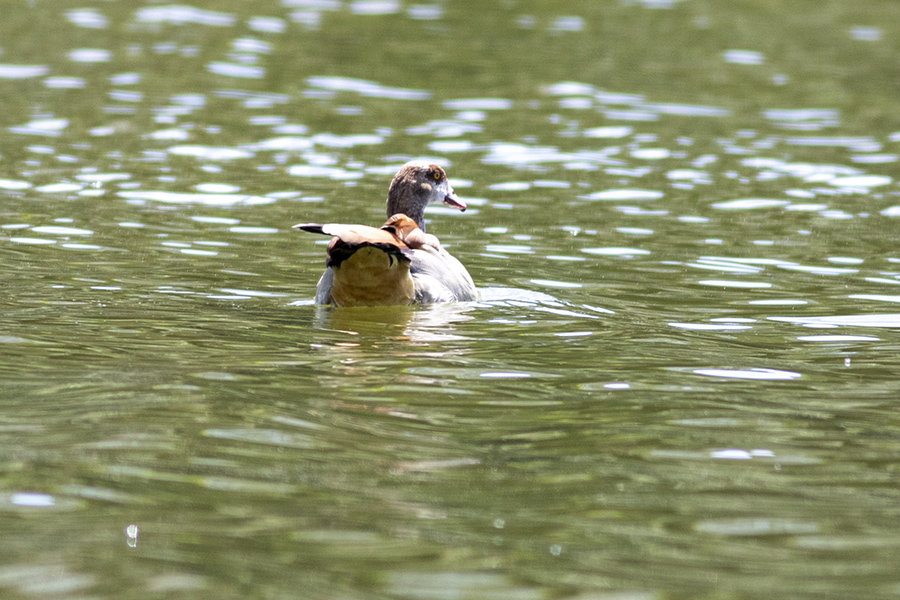 Egyptian Goose