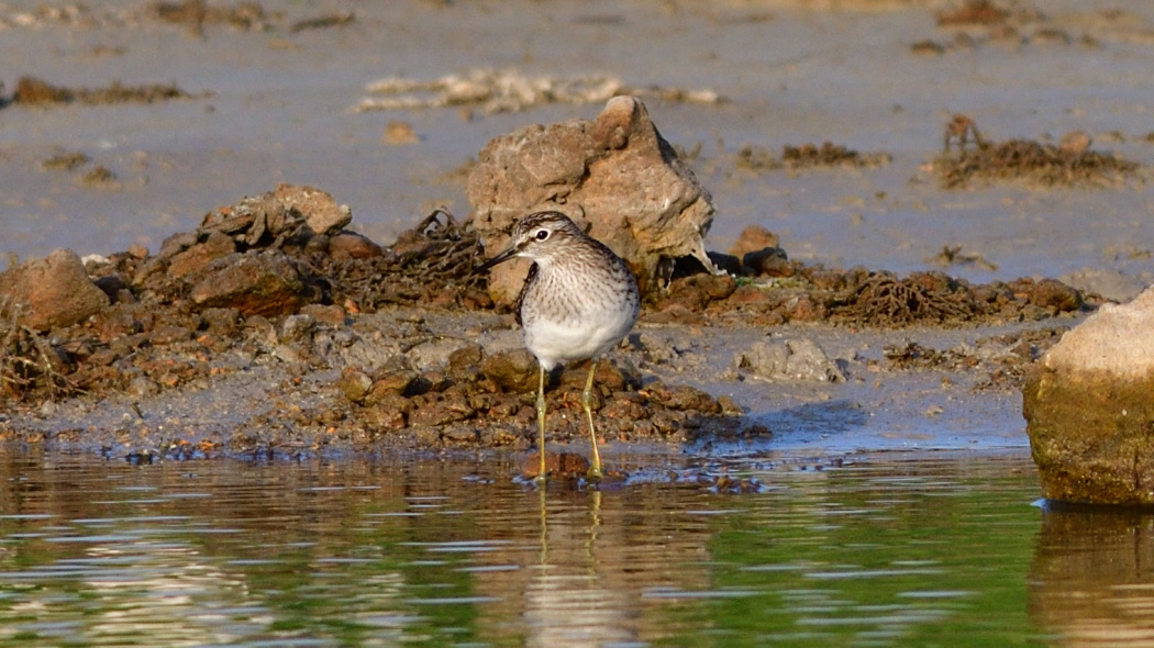 Wood Sandpiper