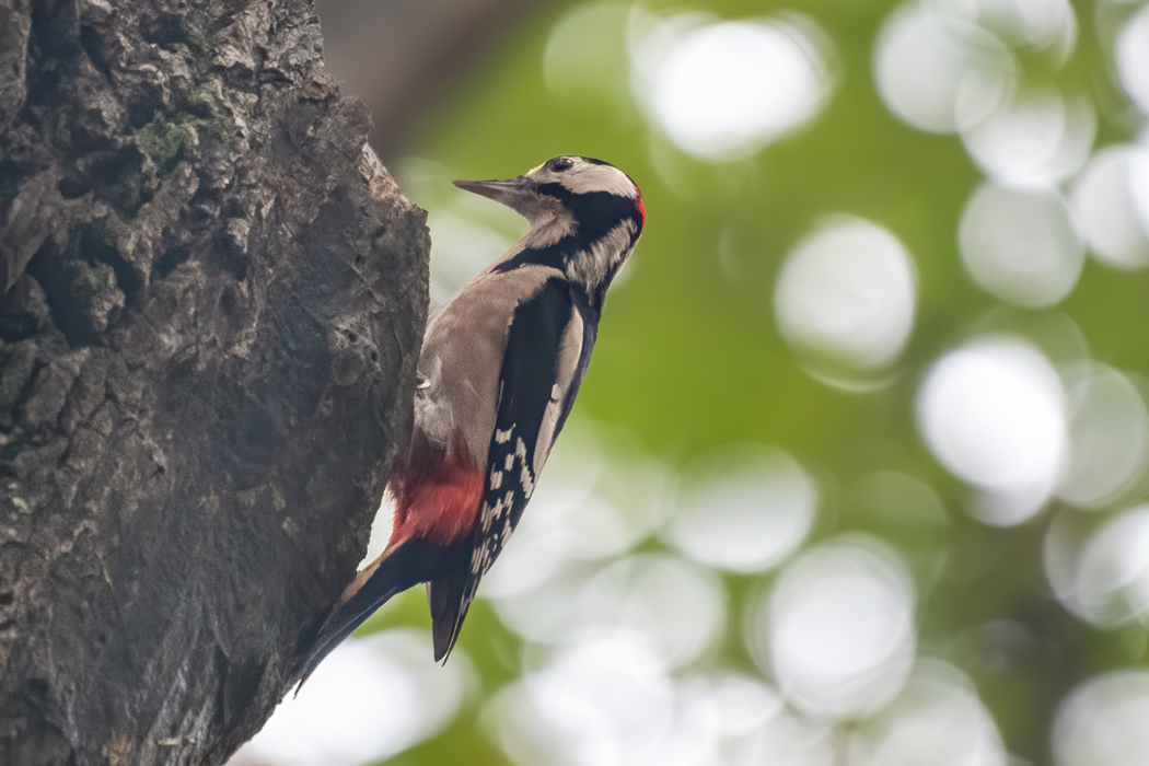 Great Spotted Woodpecker