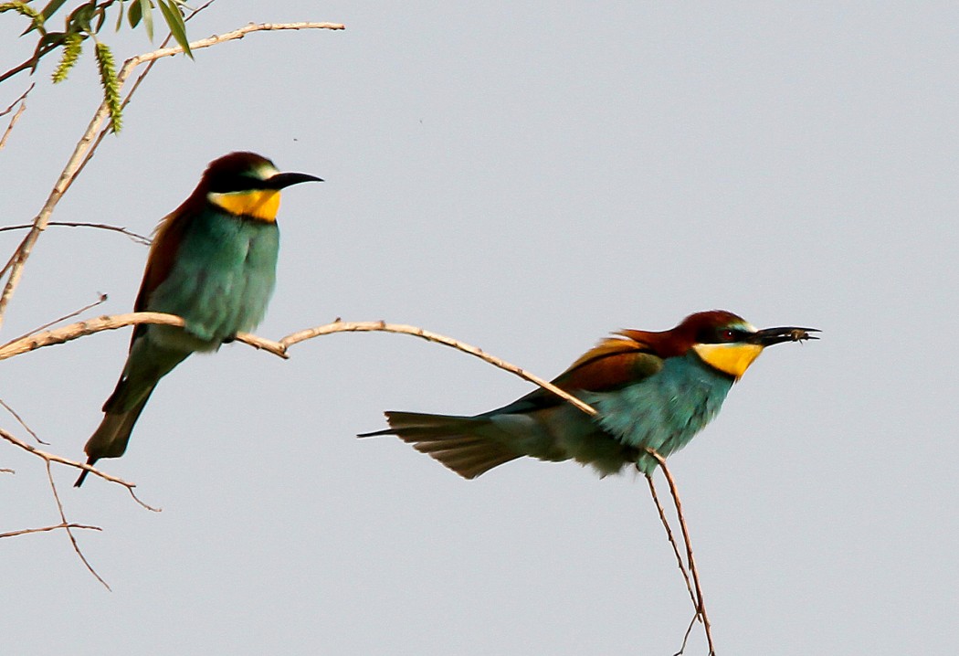 European Bee-eater