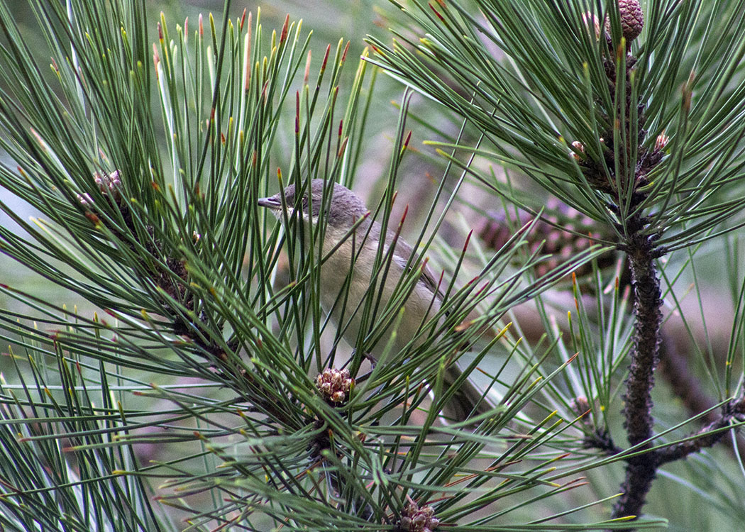 Lesser Whitethroat