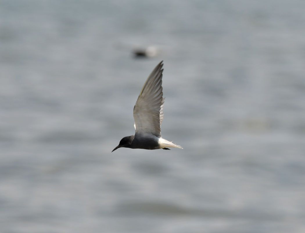 Black Tern