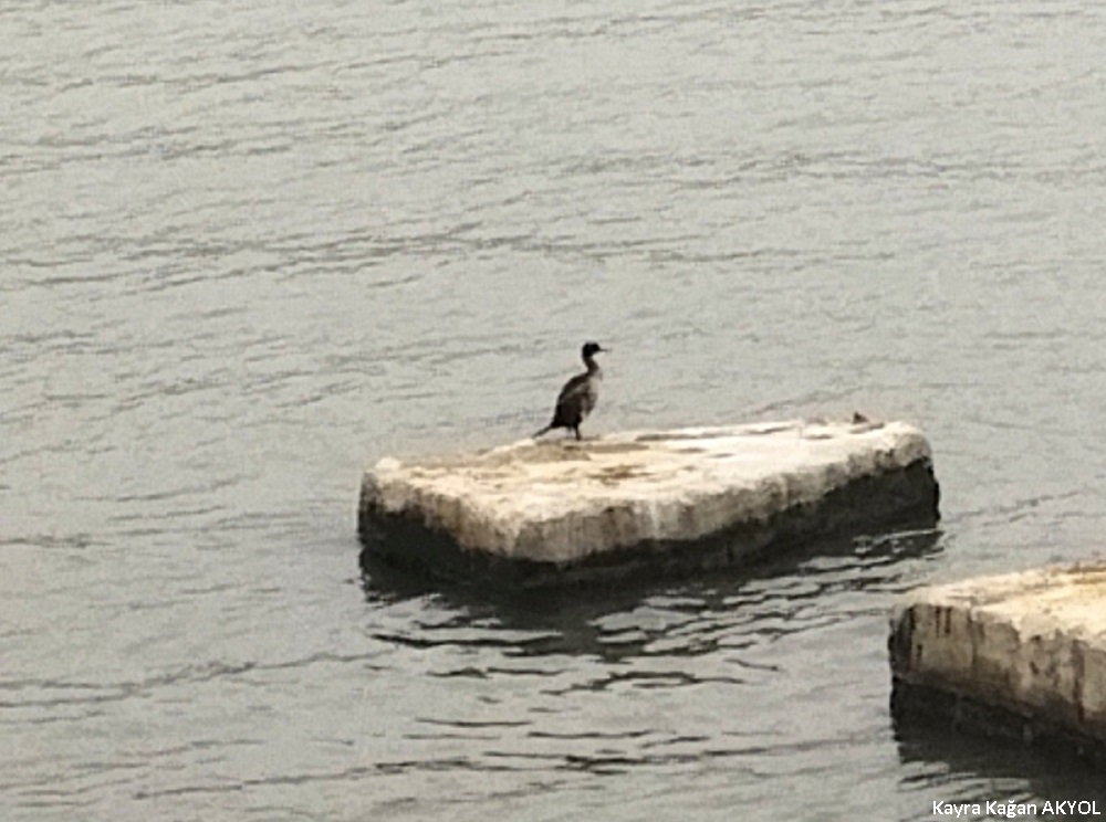 European Shag
