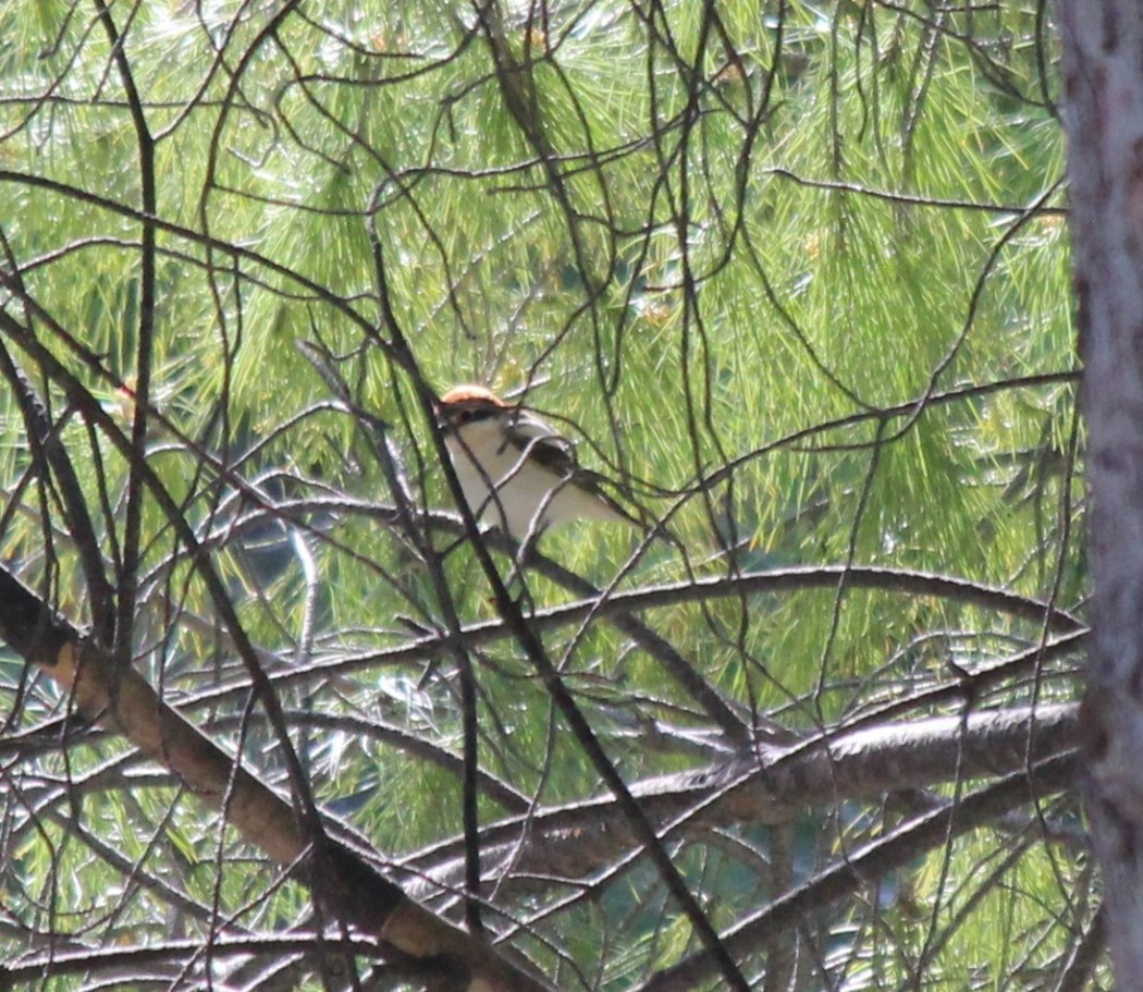 Woodchat Shrike