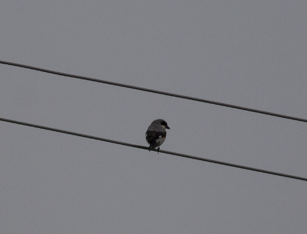 Lesser Grey Shrike