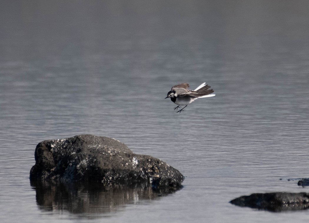 White Wagtail