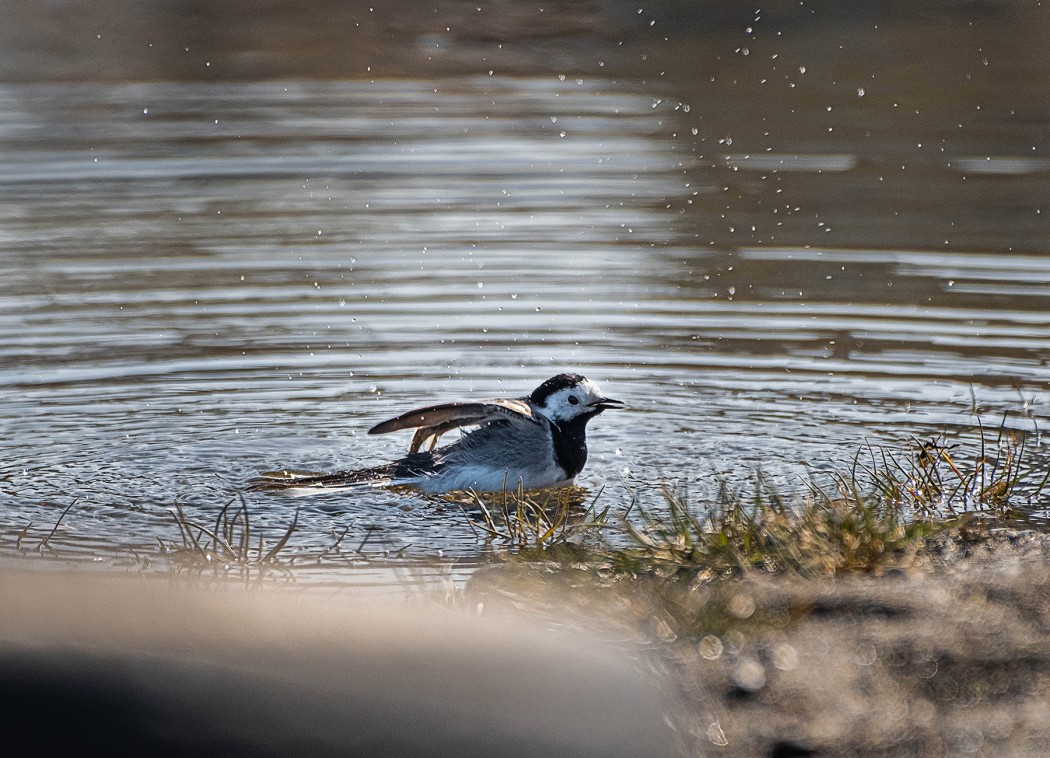 White Wagtail