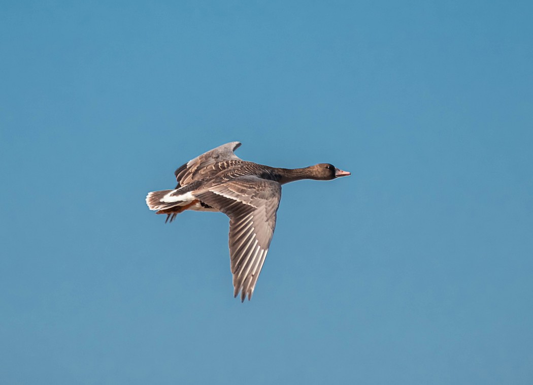 Greater White-fronted Goose