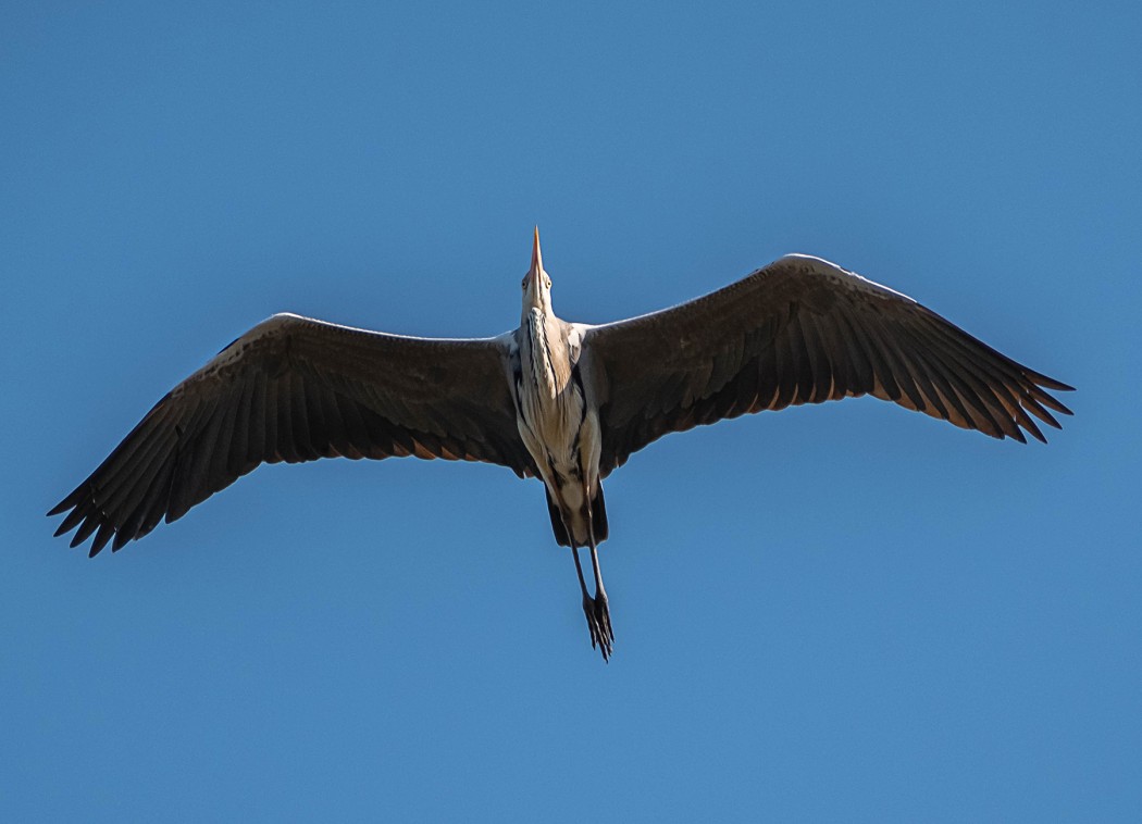 Grey Heron