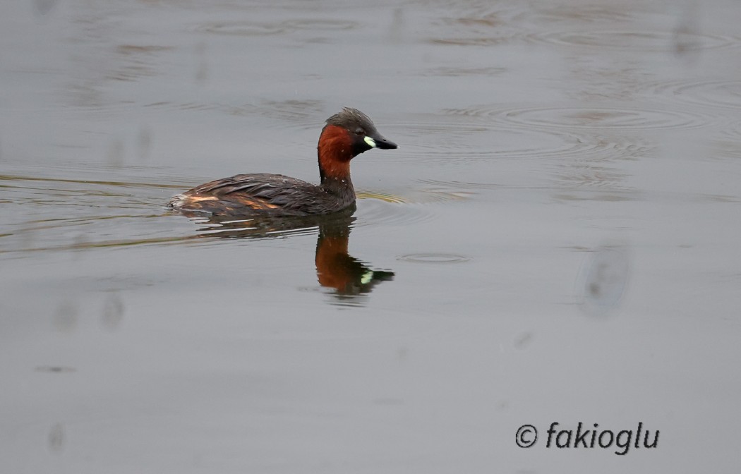Little Grebe