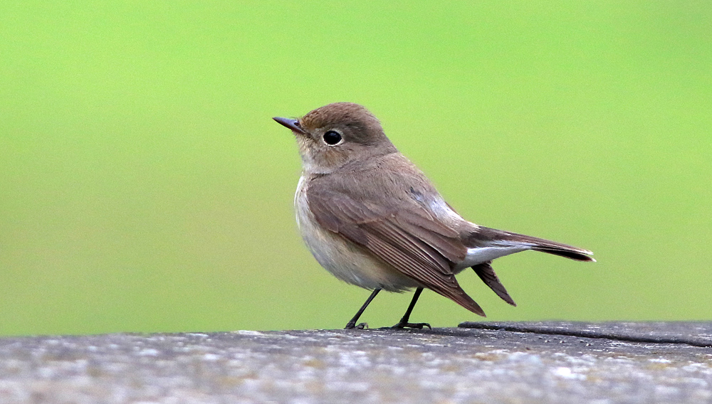 Red-breasted Flycatcher