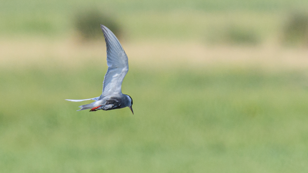 Whiskered Tern