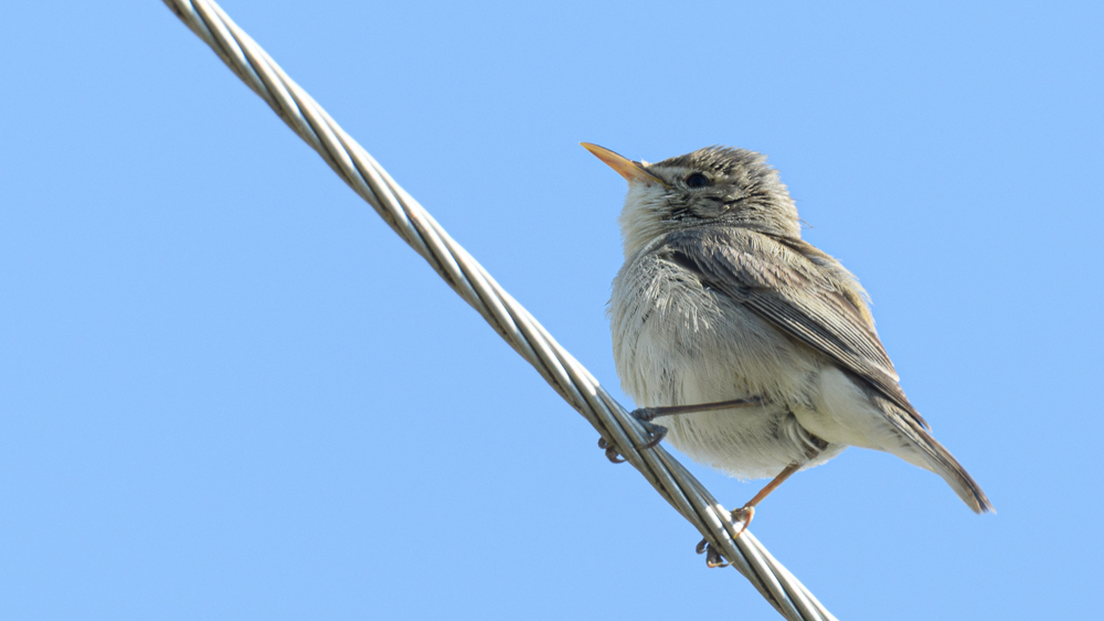 Eastern Olivaceous Warbler