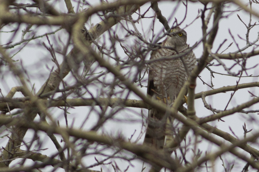 Eurasian Sparrowhawk