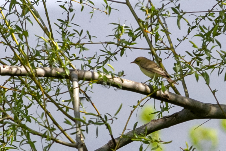 Icterine Warbler