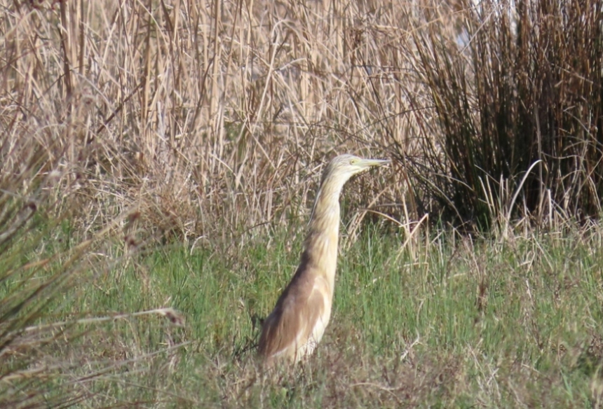 Squacco Heron