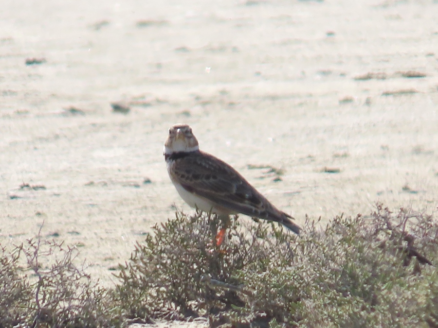 Calandra Lark