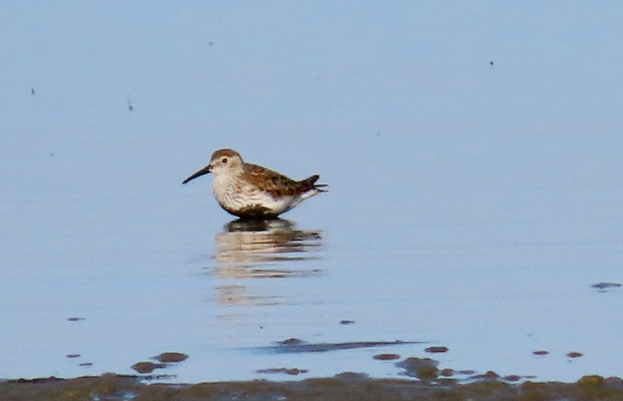 Dunlin