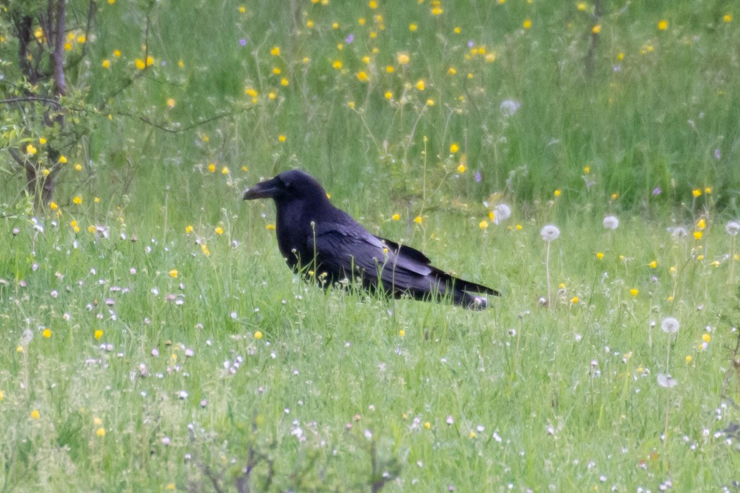 Northern Raven