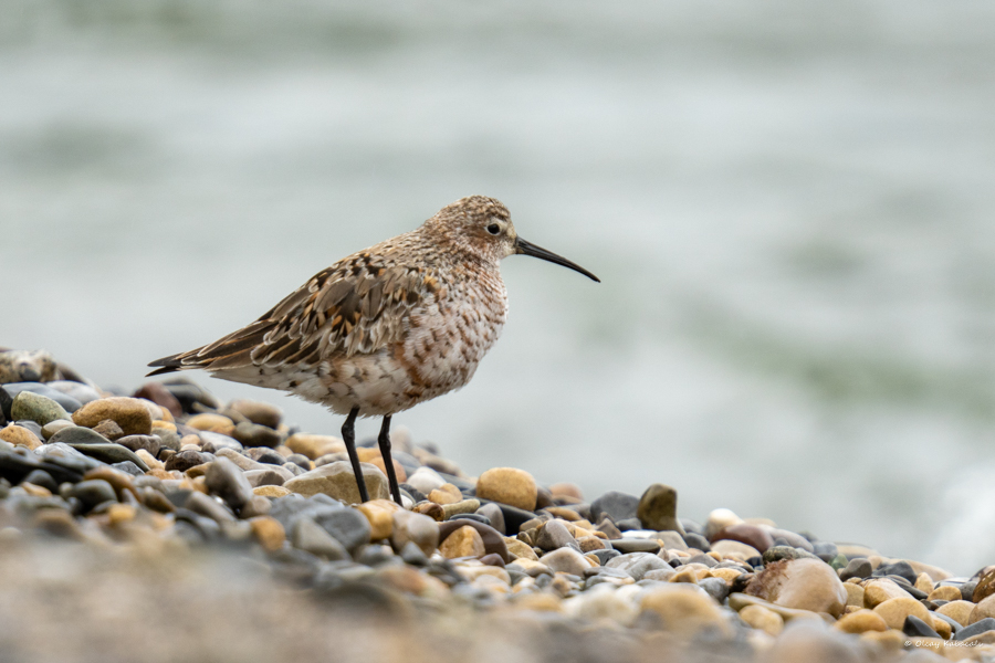 Curlew Sandpiper