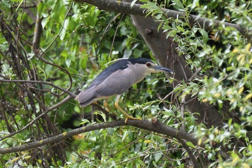 Black-crowned Night Heron