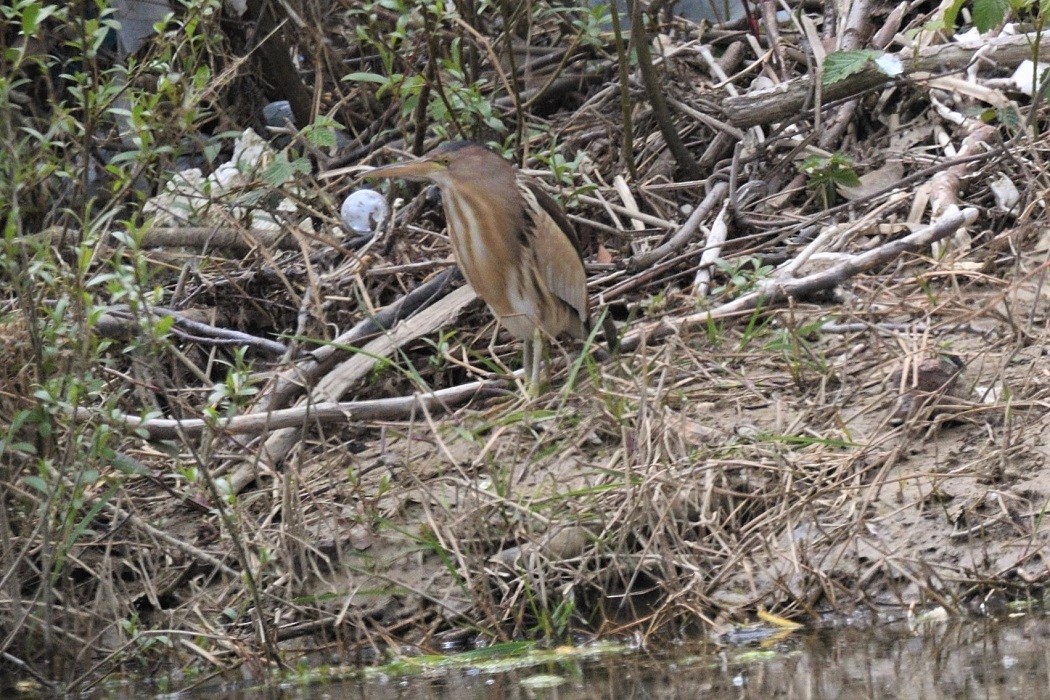 Little Bittern
