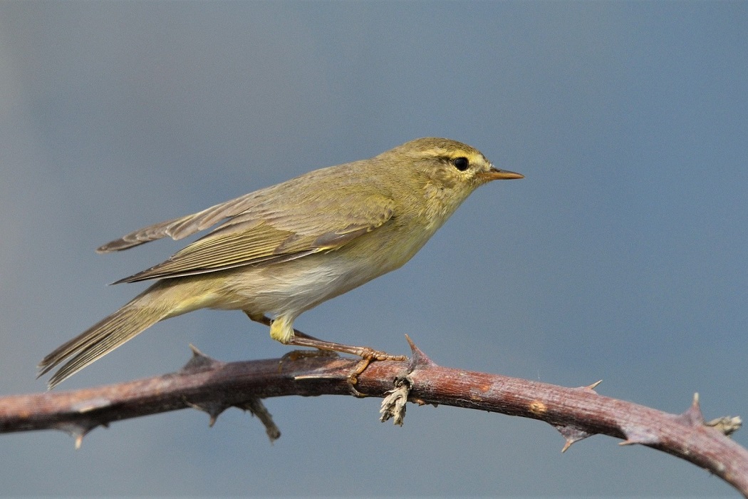 Willow Warbler